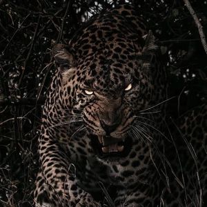 黑森林福利视频导航
